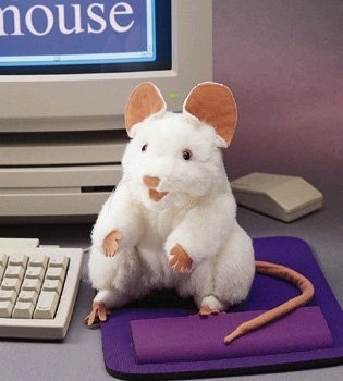 mouse.jpg